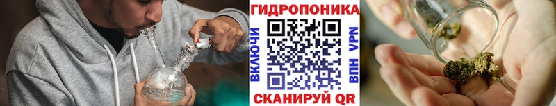Бошки Шишки гибрид  закладка  Берёзовский 